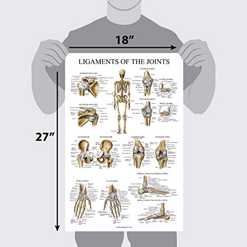 Ligaments of The Joints Anatomical Poster – Laminated – Ligament ...